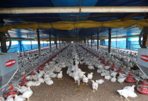 Murieron casi 400 mil gallinas en tres días por la ola de calor en Uruguay