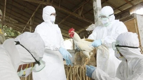 Detectan el segundo contagio de gripe aviar en humanos en Camboya