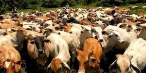 Fedenaga advierte que la situación de la ganadería en Apure es complicada
