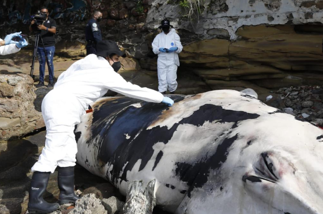 Hallaron muerta una ballena de más de tres toneladas en playa de Panamá (Fotos)
