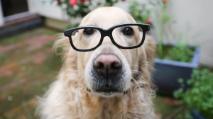 Cómo detectar si un perro tiene problemas de vista