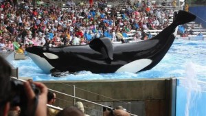 El día que una orca de SeaWorld en Florida mutiló el pene de un nadador y lo ahogó en las profundidades
