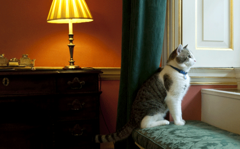 Larry, el gato de Downing Street, quedó en medio de la batalla por la sucesión de Boris Johnson (FOTOS)
