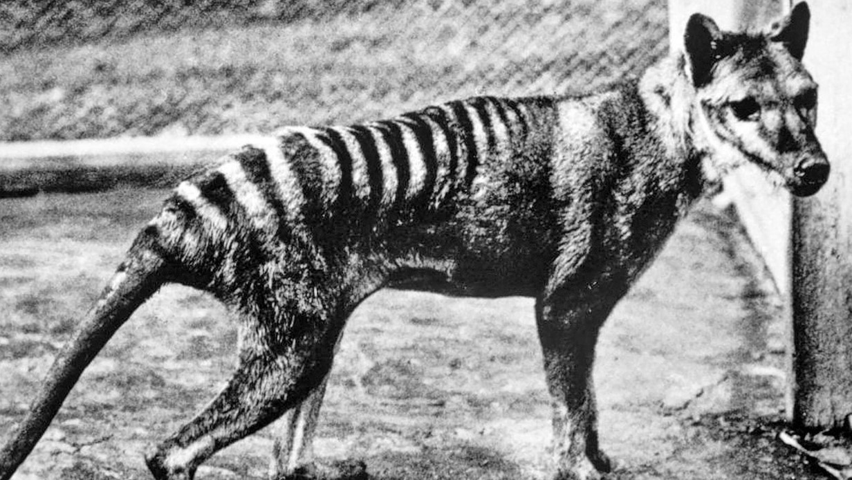 Científicos planean la resurrección del tigre de Tasmania, un animal extinto desde 1936