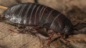 Gran cucaracha sin alas reaparece después de más de 80 años “extinta”