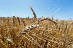 Pérdidas de la agricultura ucraniana superaron los 30 mil millones de dólares