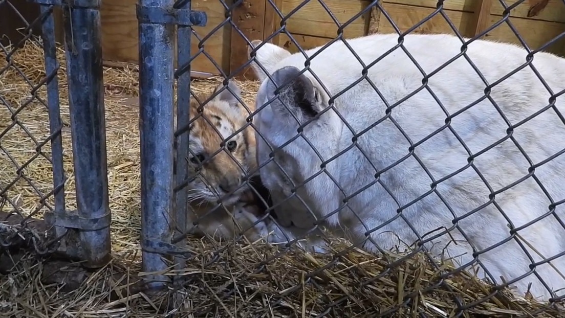 Tigresa blanca “llora” la muerte de sus cachorros que se ahogaron en un estanque de zoológico en EEUU