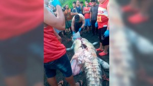 La tragedia del niño que fue devorado por un cocodrilo en Costa Rica y las sospechas sobre un animal que apareció destripado