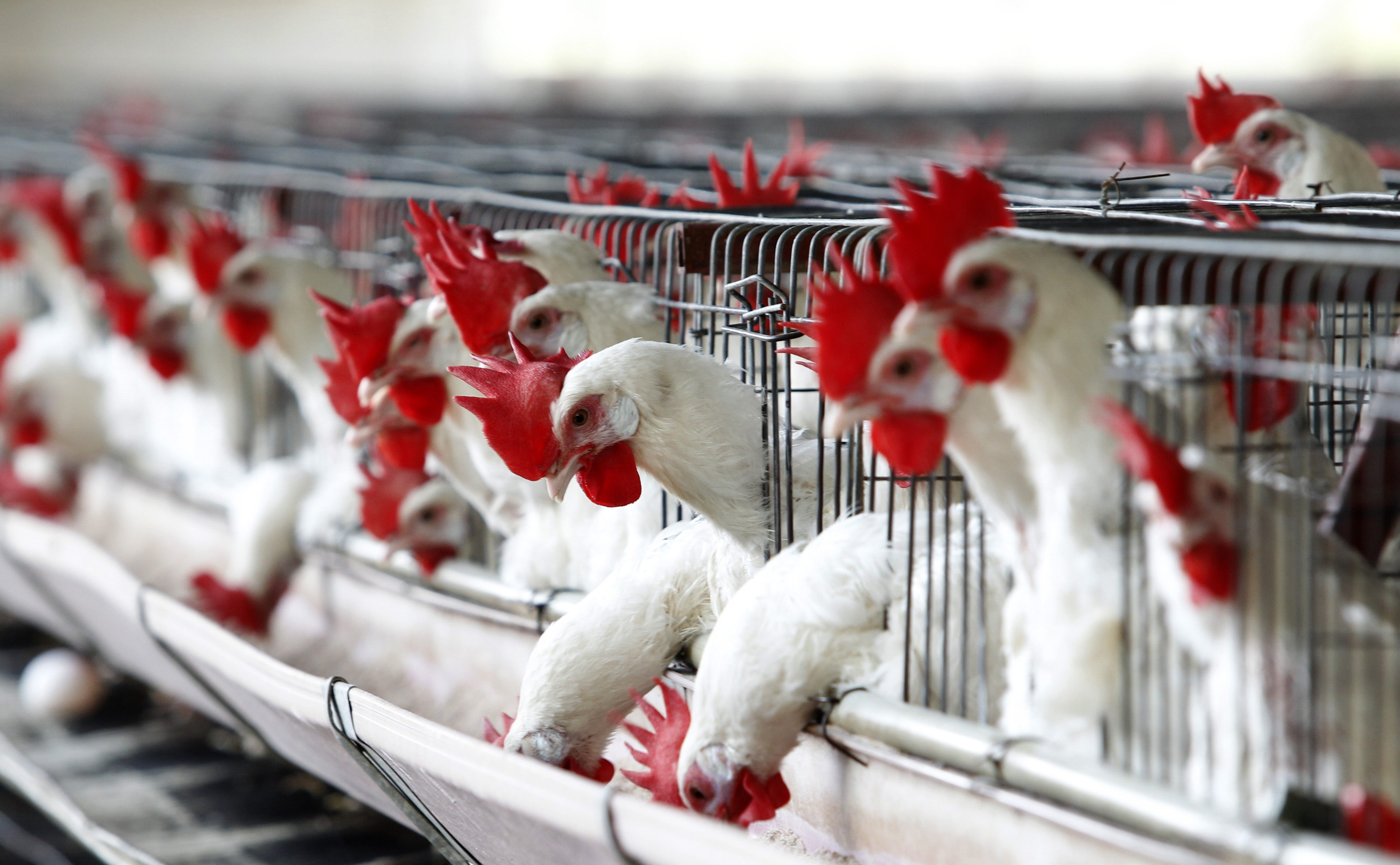 Se encienden las alarmas en Latinoamérica por avance de la gripe aviar