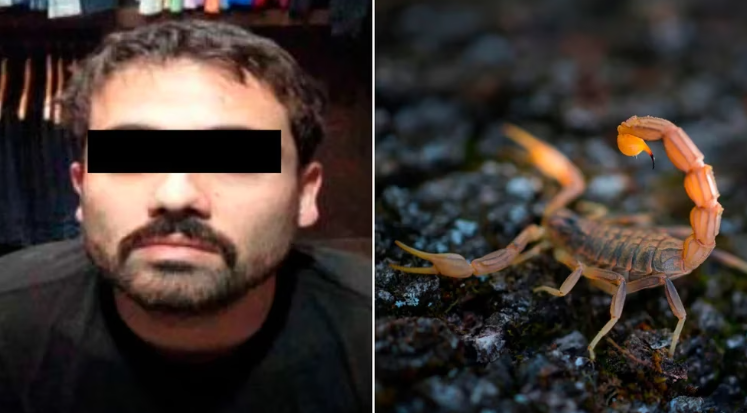 Por qué un escorpión encontrado en casa de Ovidio Guzmán podría ser clave para hundirlo en EEUU