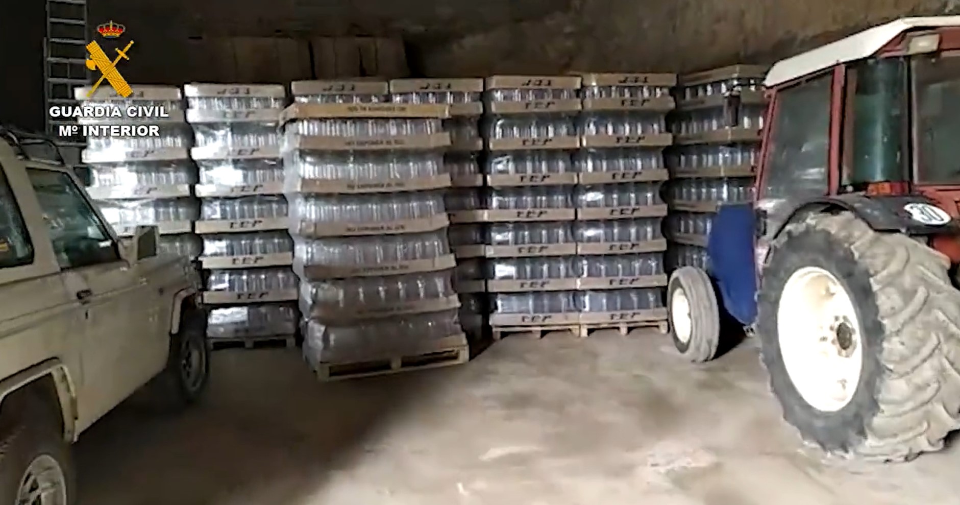 Roban casi 20 toneladas de aceitunas, una de las principales riquezas agrícolas de España (Video)