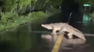 Cocodrilo de tres metros escapó de una reserva en Ecuador y murió tras ser atropellado
