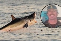 Fue tragado por un tiburón, sobrevivió y contó qué vio dentro del animal