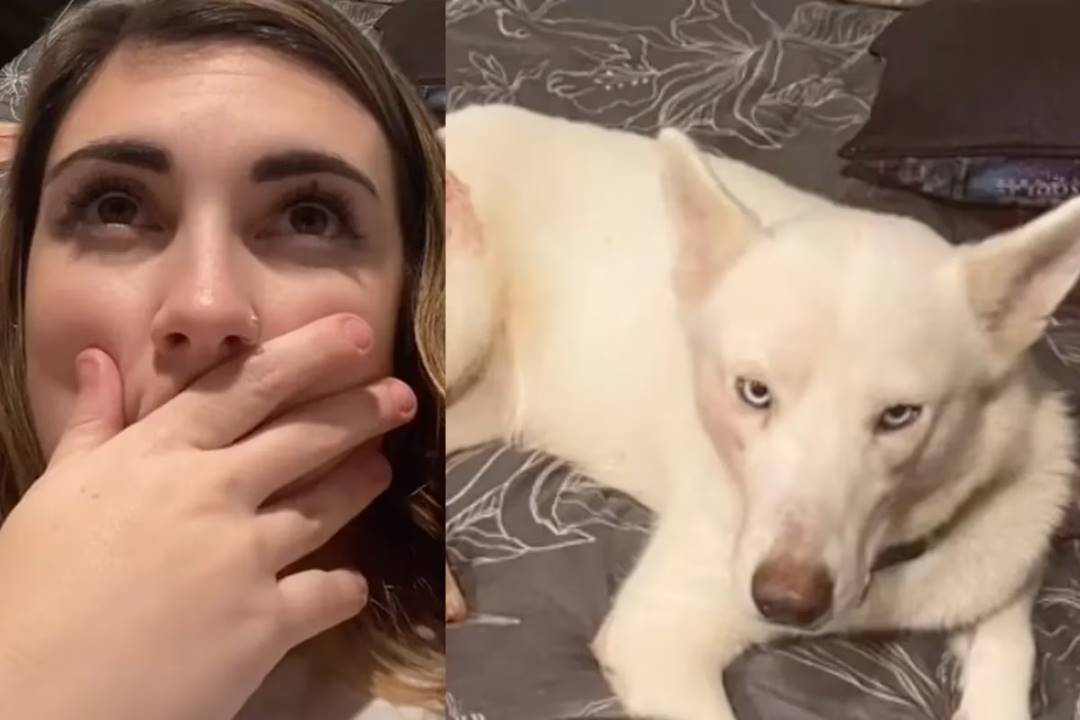 VIRAL: Joven estadounidense adoptó una husky, se fue a trabajar y al regresar se sorprendió (VIDEO)