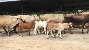 Producción de carne y leche va “palo abajo” por falta de combustible en Bolívar