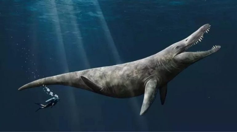 Descubren los restos de un monstruo marino jurásico gigantesco en un museo