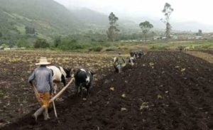 Productores agrícolas de Mérida rechazan persecución de funcionarios del régimen