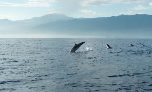 ¡Increíble! Captan la presencia de orcas en aguas de la isla de Margarita (VIDEO)