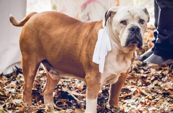 La estrella de una boda fue un bulldog: le hizo orinó el vestido caro a la novia (FOTO)