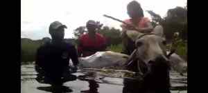 Campesinos de Apure trasladan alimentos en sacos y en burro en sabanas inundadas durante época de lluvia