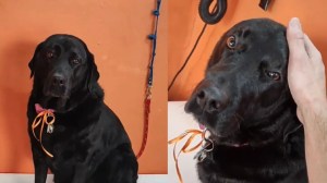 Estaba bañando a la mascota de un cliente y descubrió un detalle que lo volvió loco (VIDEO)