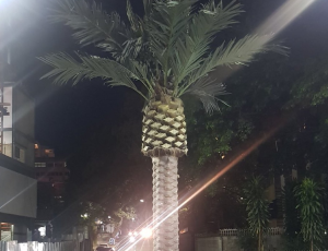 FOTO: alcalde de Baruta mandó a poner una palmera de plástico donde antes había una planta de verdad