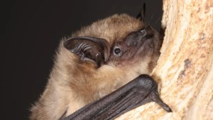 Este murciélago tiene un pene siete veces más largo que la vagina de la hembra