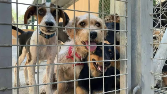 Aumento de perros abandonados tiene en crisis a los refugios de animales en EEUU