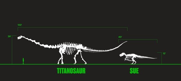 Hallan en China los huesos de una nueva especie de titanosaurio del Cretácico