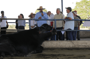 Maduro incluirá golosina a base de leche de búfala en el Clap para que no lo llamen “pichirre” (Video)