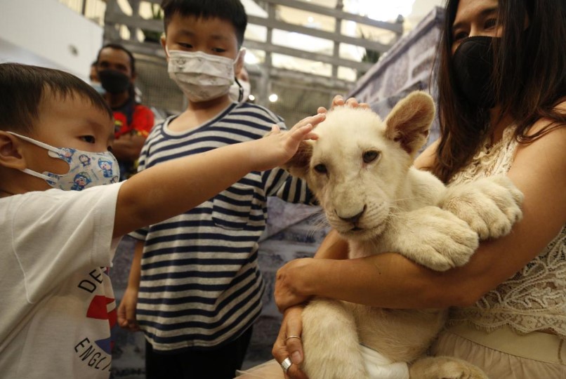 Una mujer es detenida en Tailandia por criar a un cachorro de león en un cuarto de hotel