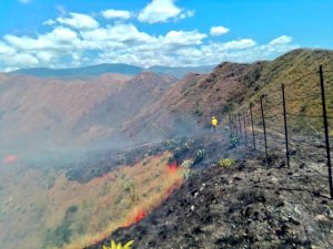 Forest fires in Venezuela: a silent menace