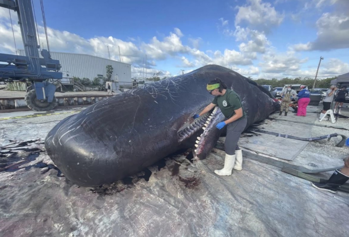 Murió un cachalote tras quedar varado en una playa de Florida (Video)