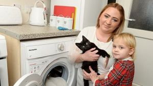 Una gatita dio vueltas en la lavadora 20 minutos y sobrevivió tras realizarle RCP