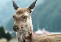 Alerta en EEUU: reportan las primeras muertes relacionadas con la “enfermedad del ciervo zombi”