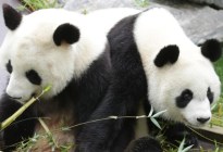 China enviará a España una nueva pareja de pandas el #29Abr
