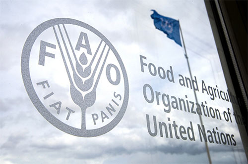 La FAO advierte que es “imposible” resolver la seguridad alimentaria en escenarios sin paz