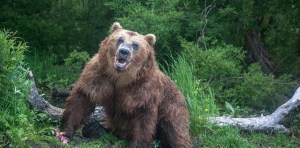 Naturaleza salvaje: Fue cazado por un oso y sobrevivió un mes atrapado en la guarida